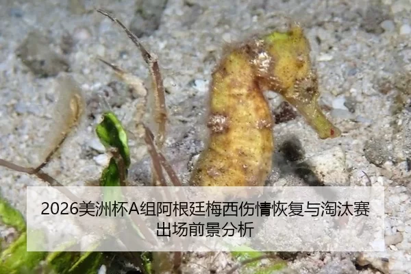 2026美洲杯A组阿根廷梅西伤情恢复与淘汰赛出场前景分析